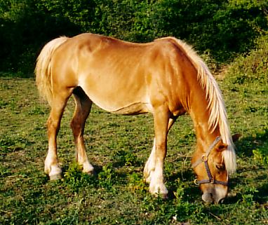 C'est Sapho, poulinire haflinger, la mre de Kenzo, elle a 16 ans.