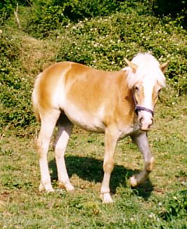 C'est Ophlia, pouliche haflinger, la demi-soeur de Kenzo, sur la photo elle a 1 an. On voulait l'acheter mais malheureusement c'est tomb  l'eau...