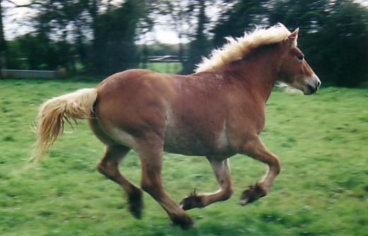 Un jeune haflinger entier issu d'un levage nivernais, il tait vraiment excit ce jour l !