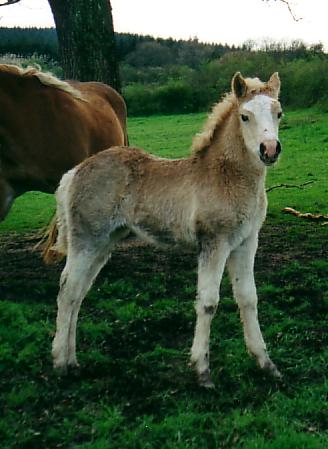 Une magnifique petite pouliche haflinger qui m'a trop fait craquer...