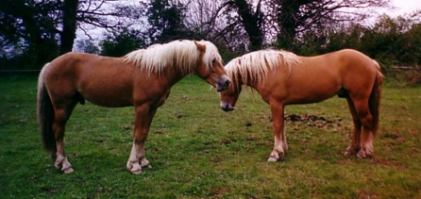 Deux superbes entiers haflingers de 3 ans.