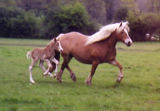 Une poulinire haflinger suite.