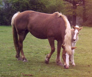 Une poulinire haflinger suite (les mmes que la photo du dessus).