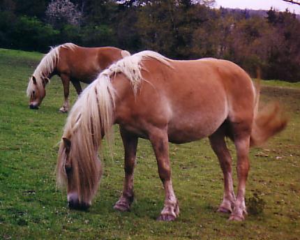 Une poulinire haflinger avec des crins pas tellement pais, mais vraiment trs longs !