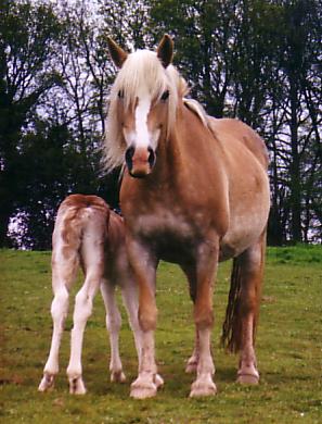 Un petit poulain haflinger qui tte sa mre.