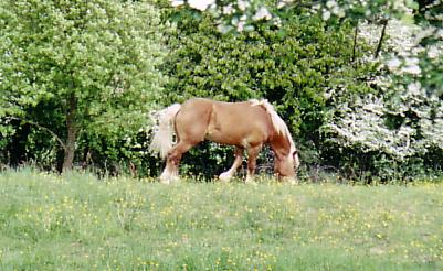 De loin il ressemble  un cheval de trait ! Il faut dire qu'il tait bien nourri...