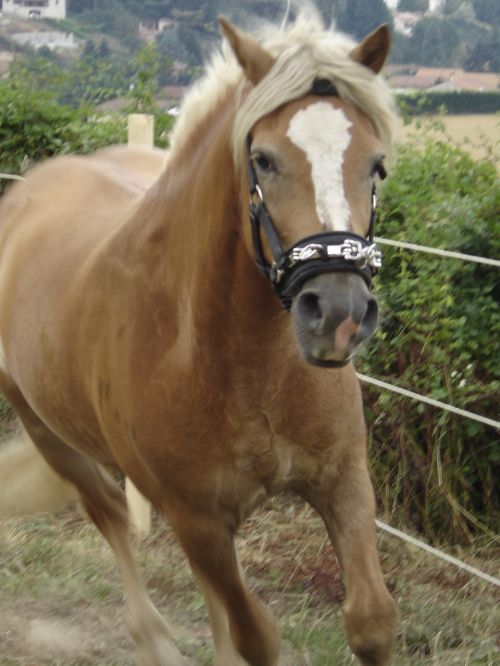 Au galop sur le rond de longe, sans longe.