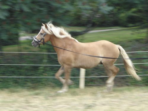 Au trot sur le rond de longe.