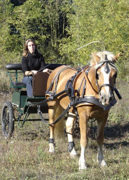 Premire photo que nous faisons avec NOTRE voiture d'attelage et NOS harnais !