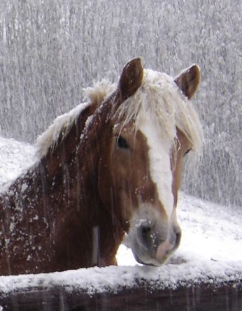 Sa jolie frimousse sous les flocons...