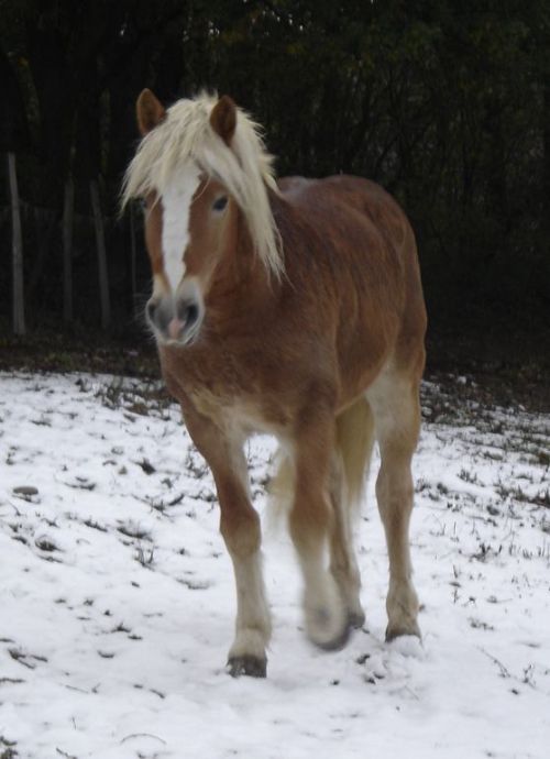 La neige n'a pas l'air de trop le dranger en tout cas...