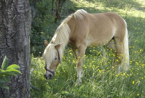 Loresko en train de se goinfrer dans la partie 