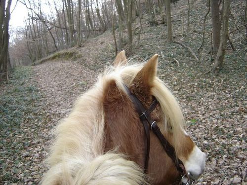 Balade dans les bois en dbut de printemps.