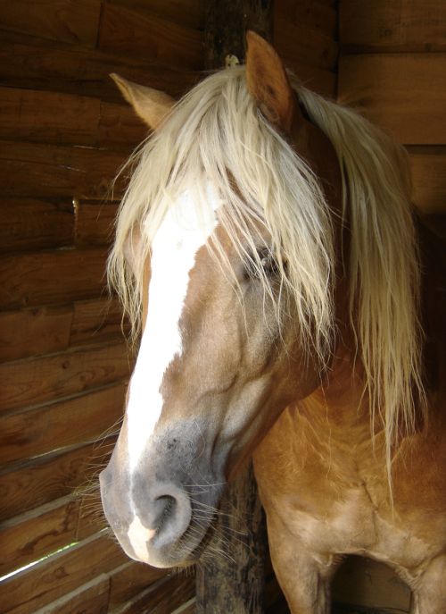 Qu'il est beau mon Loresko bien  l'abri dans sa cabane.