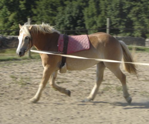 Elle a un petit ventre bien rond pour l'instant !