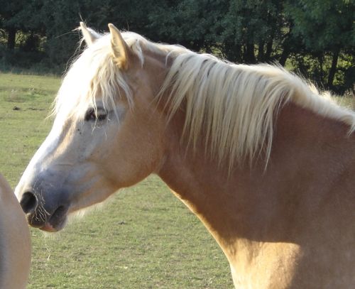 Je trouve que la forme de sa tte est vraiment belle, elle est toute fine mais lgrement busque, comme un poney.