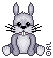 lapin gris